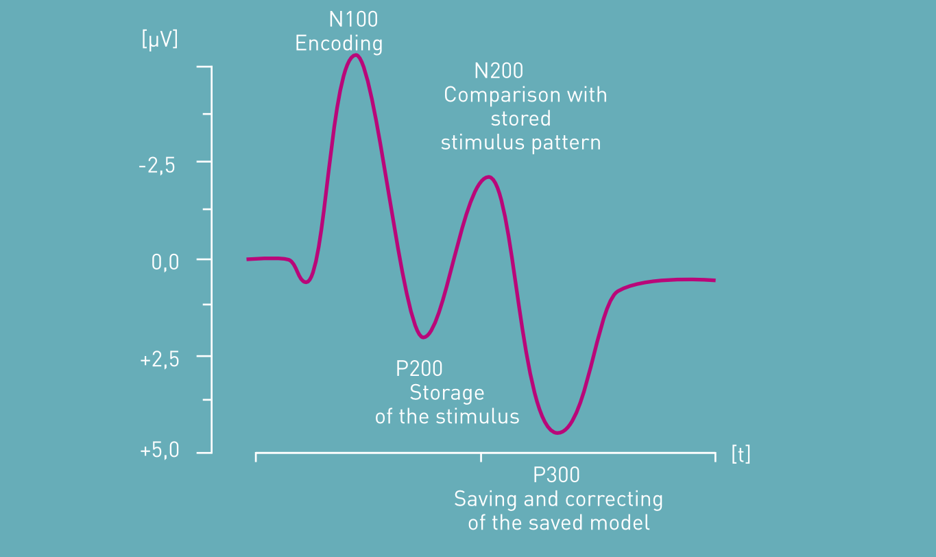 Schematic representation of the course of event-related potentials during the reception and processing of a visual or auditory stimulus 